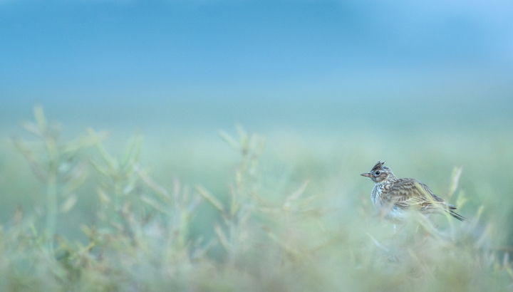 Alouette des champs posée en hauteur dans une culture