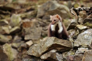 Lors d’une balade dans le village nous tenterons de redorer l’image de ces animaux mal-aimés.