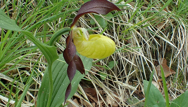 Cypripedium calceolus, orchidée autochtone