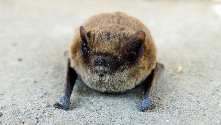 Partez à la découverte des voltigeuses de la nuit.