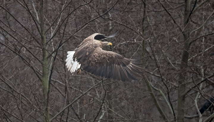 Pygargue à queue blanche en vol