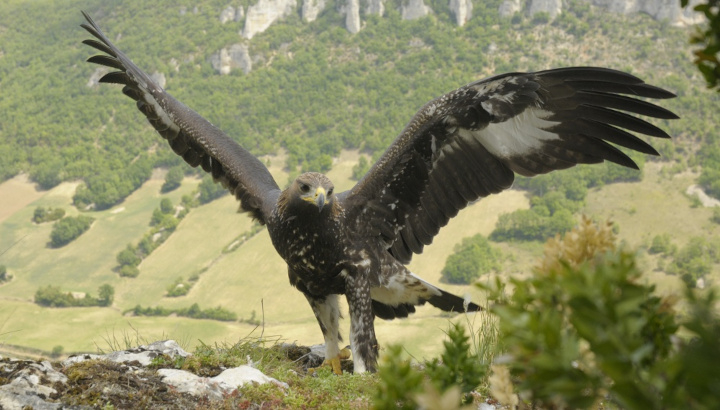 aigle royal posé, les ailes déployées
