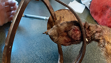 Patte du renard coincé dans le piège à mâchoire illégal