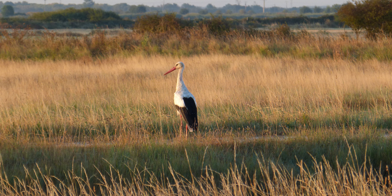 Cigogne blanche et autres échassiers, symboles du marais©RNNMO-LPO