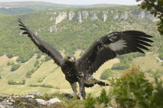 Aigle royal posé, les ailes déployés © Bruno Berthemy