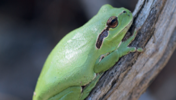 Un nouveau poster sur les amphibiens de la région Occitanie pour les Journées Mondiales des Zones Humides