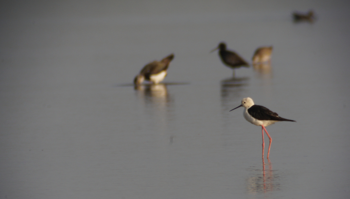 Visite Coeur de réserve à Moëze-Oléron