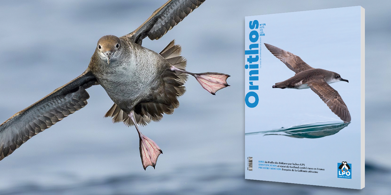 ORNITHOS n° 171 - sortie mi juin 2025