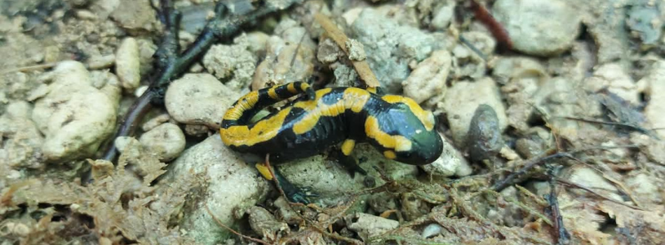 Migration amphibiens