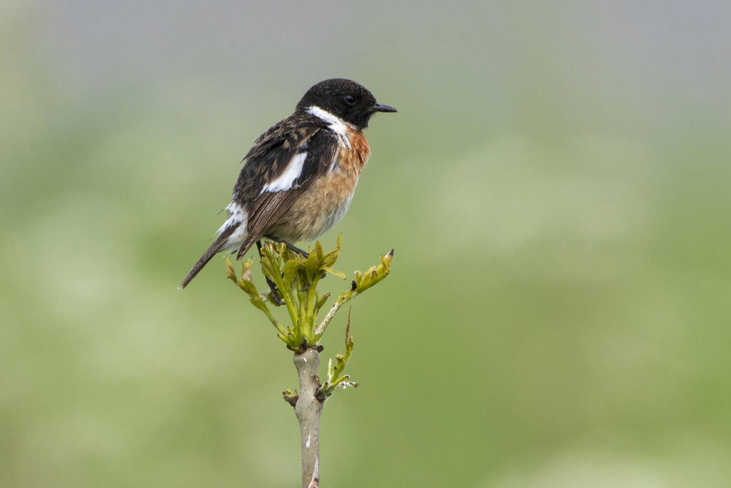 Balade à Lagraulière