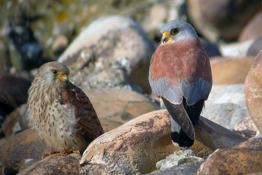 Deux faucons crécerellettes