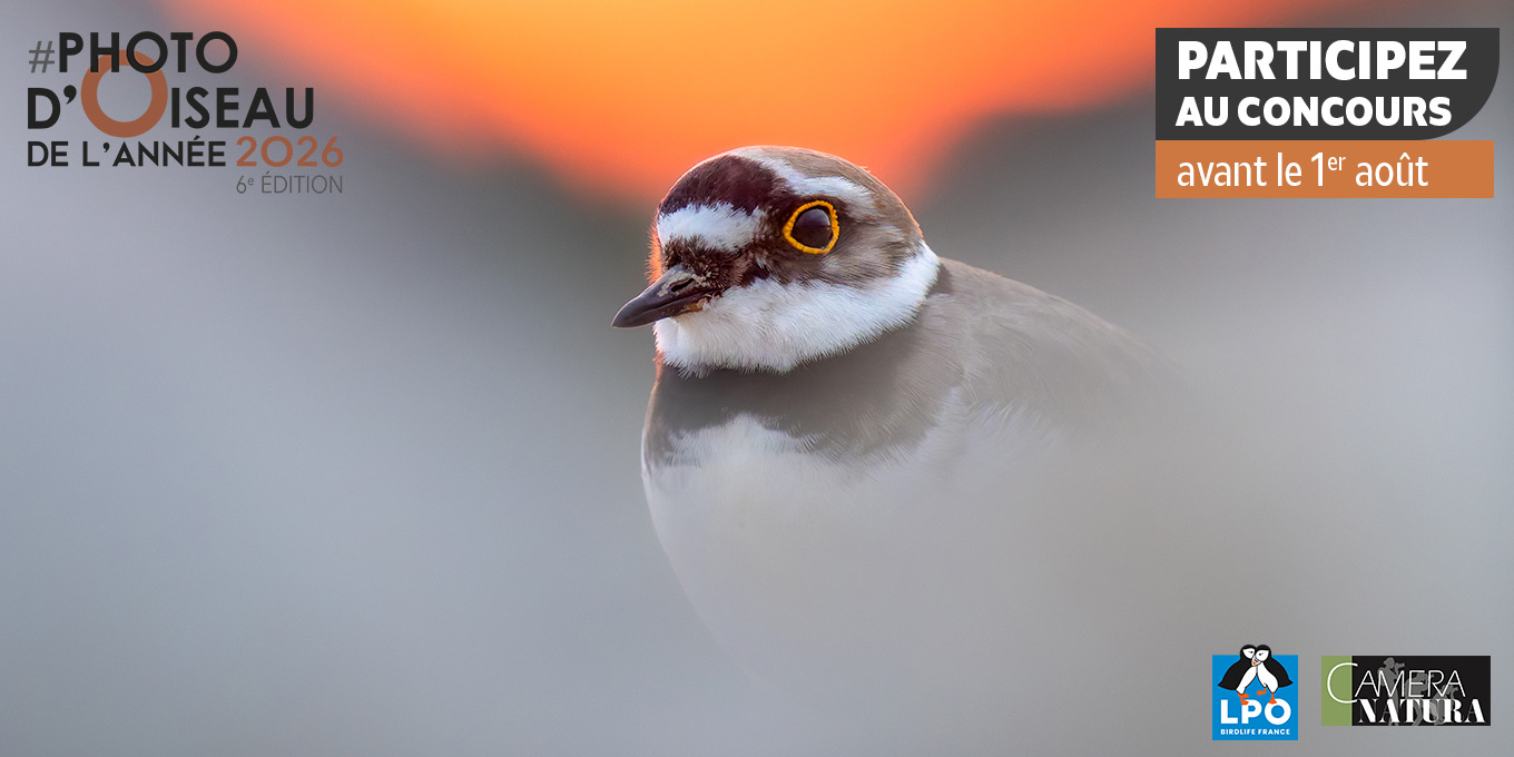Photo d'Oiseau de l'Année 2026