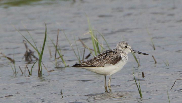 Brouage, riche d'histoire et de nature