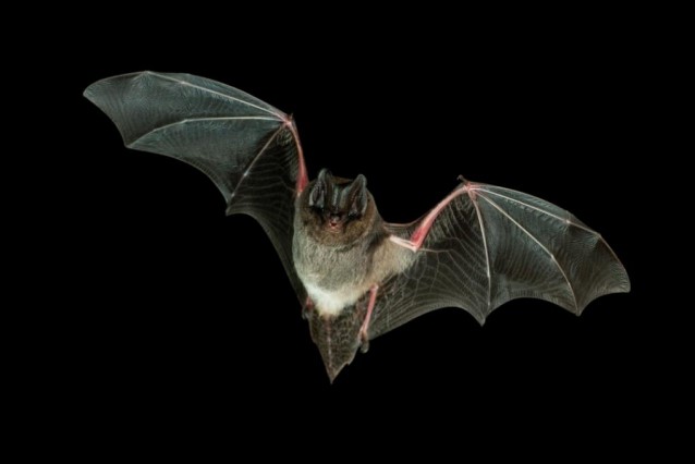 Chauve-souris en vol