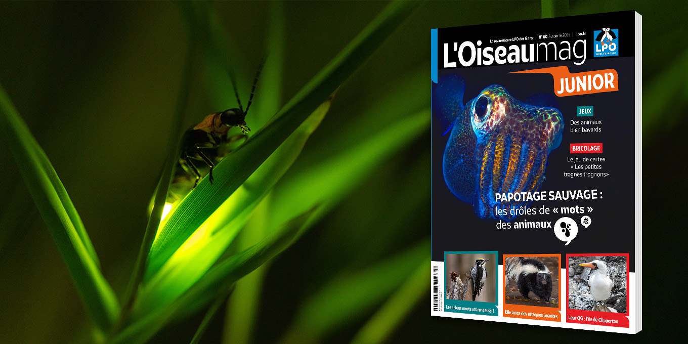 L'OISEAU MAG Junior n°60 – Automne 2025 - Parution mi-septembre