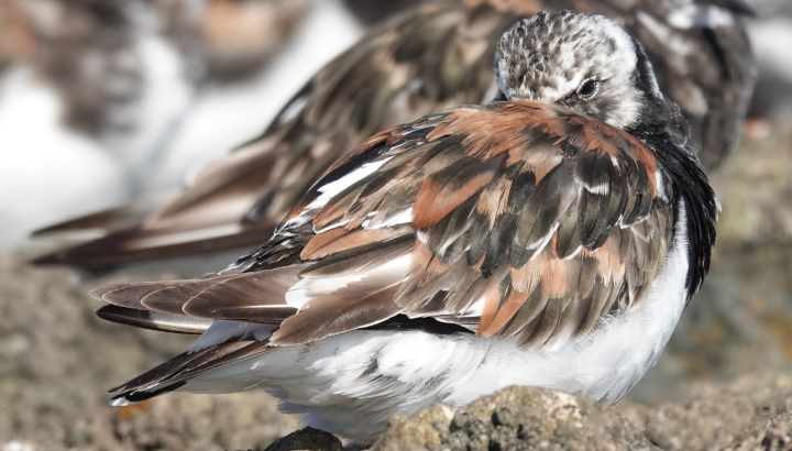 Les oiseaux de la réserve naturelle, côté Oléron, La Pointe des Doux