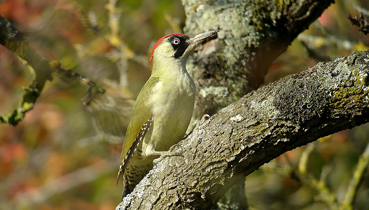 À la découverte d’une zone de reboisement et des chants d’oiseaux