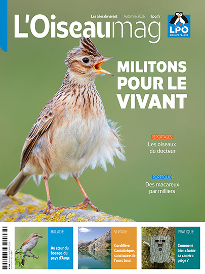 L'OISEAU MAG