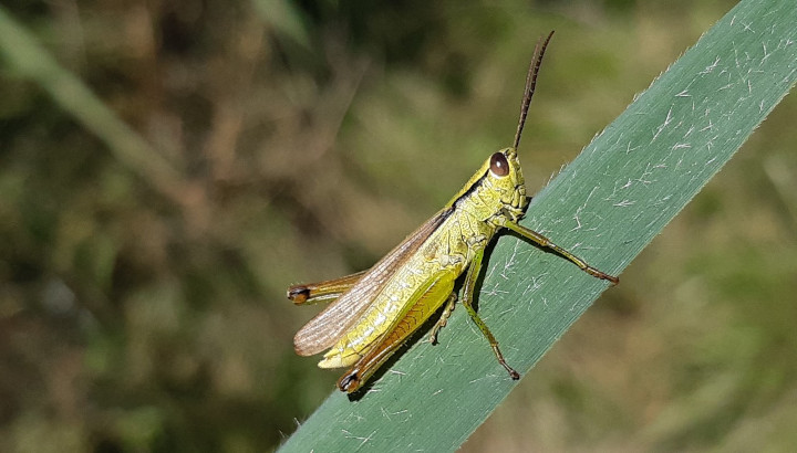 Une belle population de Criquet des roseaux dans les prairies humides des Piles
