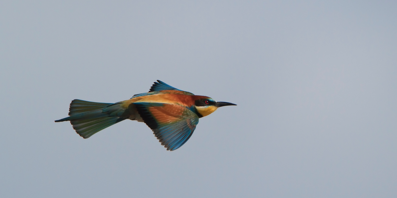 L’oiseau arc-en-ciel
