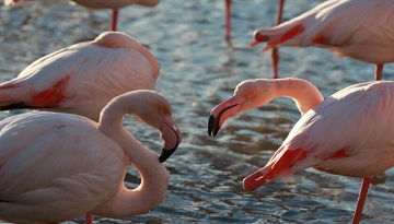 Flamants roses