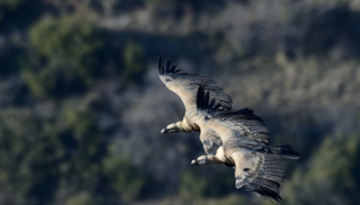 Deux vautours en vol