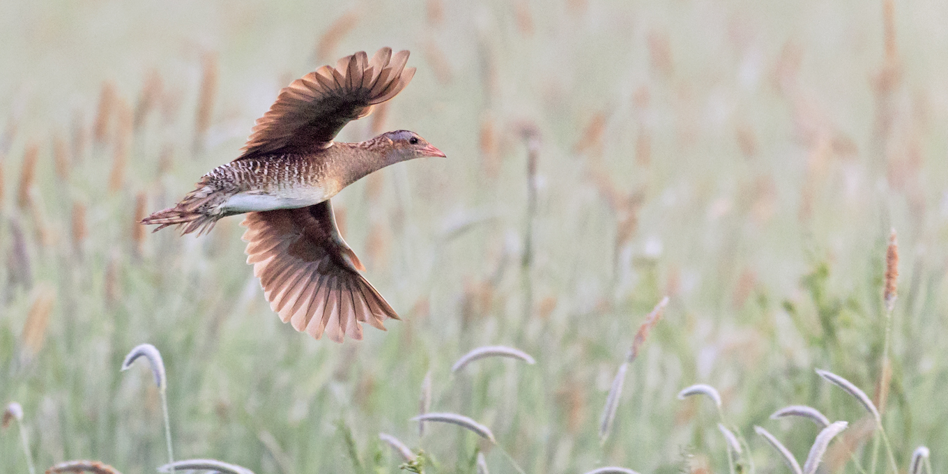 Ensemble, protégeons le Râle des genêts et la biodiversité des prairies