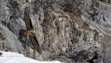 Perturbation intentionnelle du Gypaète barbu lors d’héliportages : la LPO porte plainte