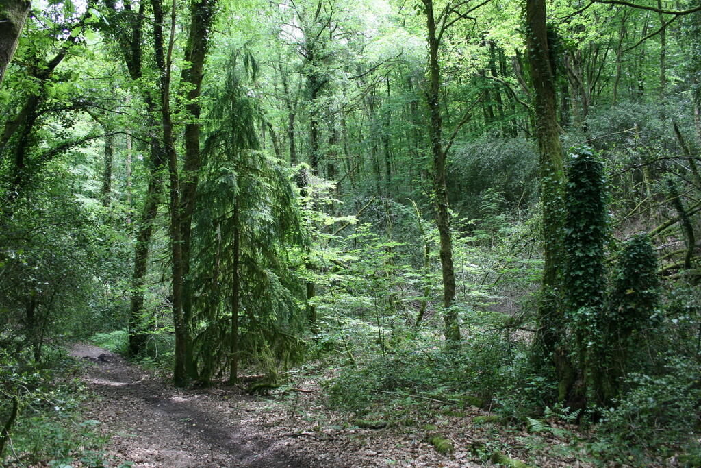 Sous bois, Nicolas Macaire