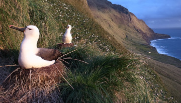 Deux albatros à bec jaune