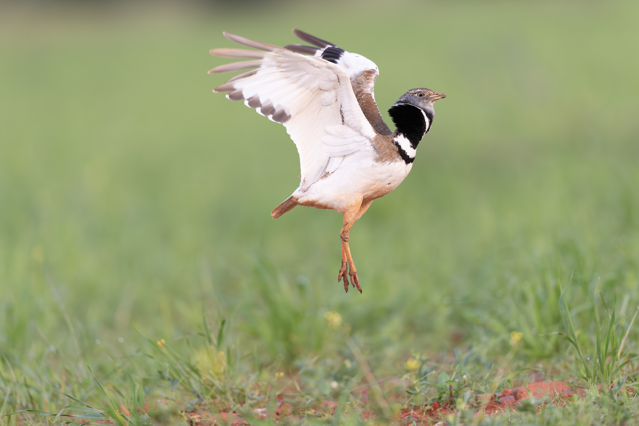 Victoire de la biodiversité contre les méga-bassines