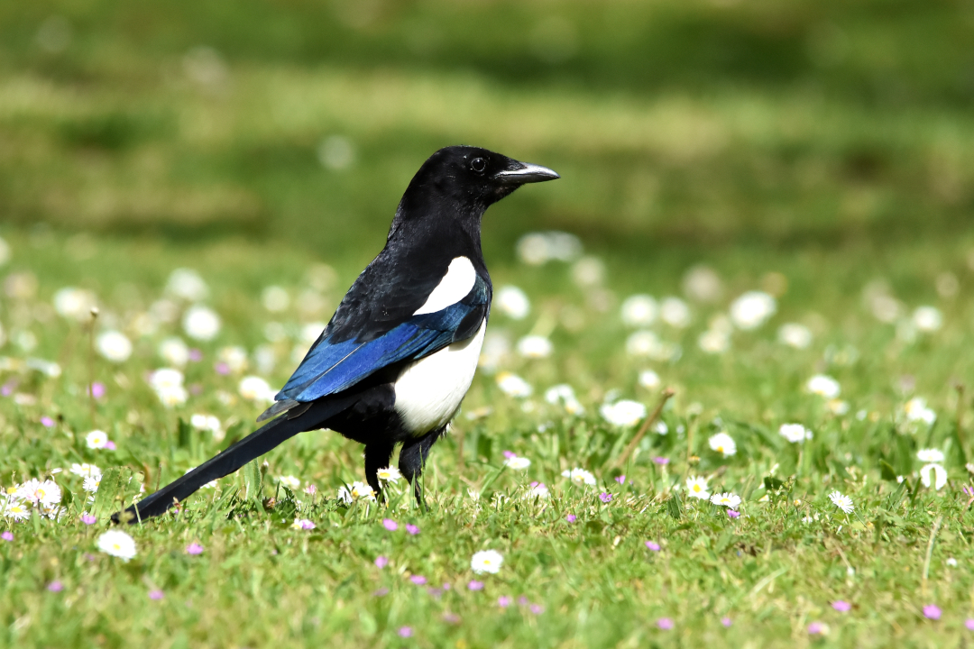 Pie bavarde dans l'herbe