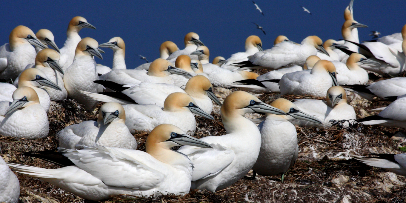 La colonie de Fous de Bassan sur la Réserve naturelle des 7 Îles