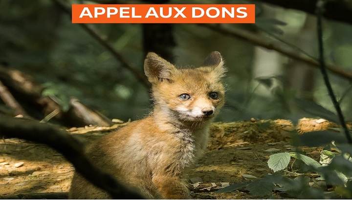 Giving tuesday : soutenez la LPO en région Occitanie et Pays catalan !