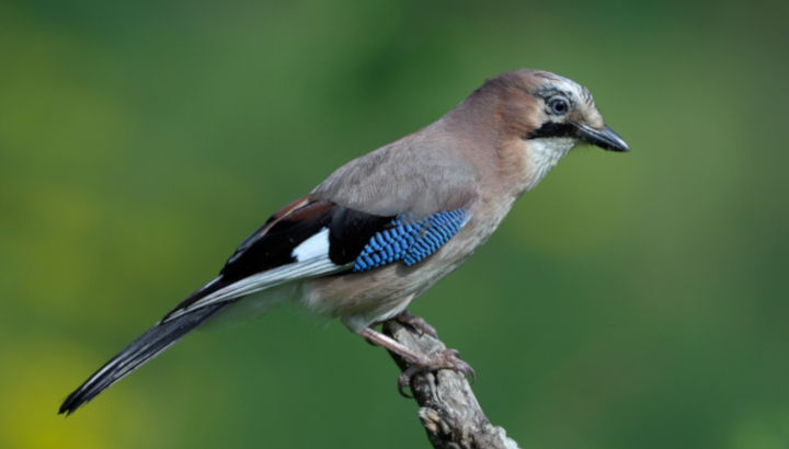 Le gardien de la forêt