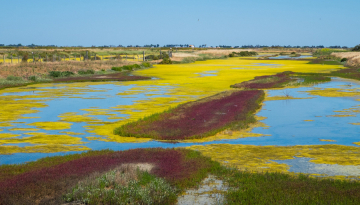 Les réserves naturelles gérées par la LPO, un an après Xynthia
