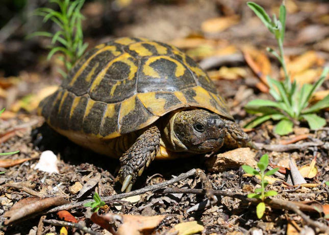 Tortue d'Hermann