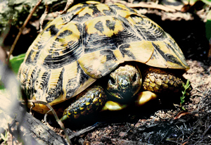 Tortue d'Hermann (Mâle)