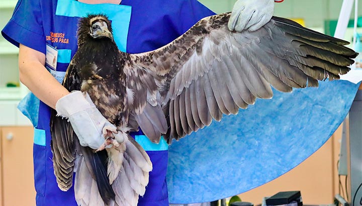 Un vautour en danger d’extinction retrouve la liberté