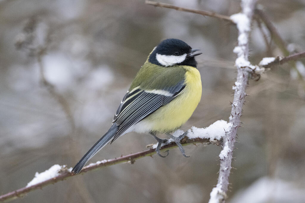 Les oiseaux des villes dans le parc et les jardins de l'Auzette