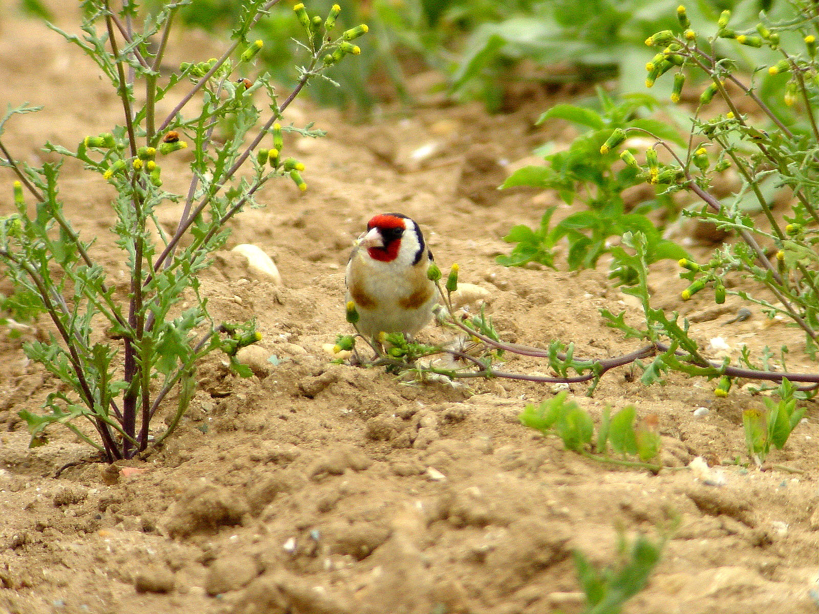 chardonneret élégant