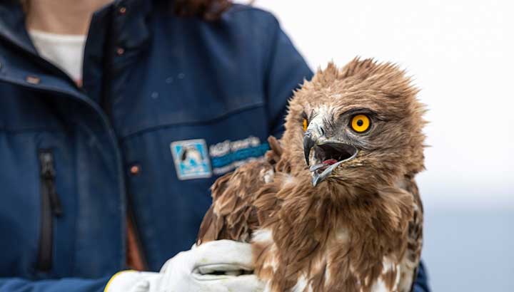 Remise en liberté d’un Circaète Jean-le-Blanc équipé d’une balise GPS