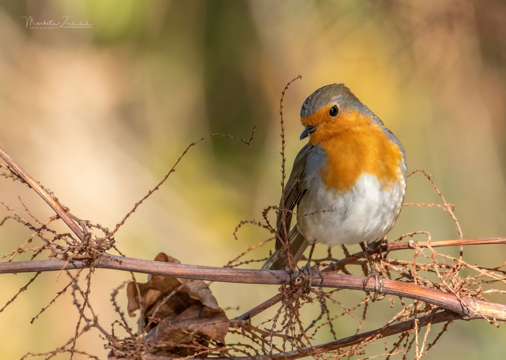 Découverte de la biodiversité chez une maraichère - sortie du groupe local Carcassonnais