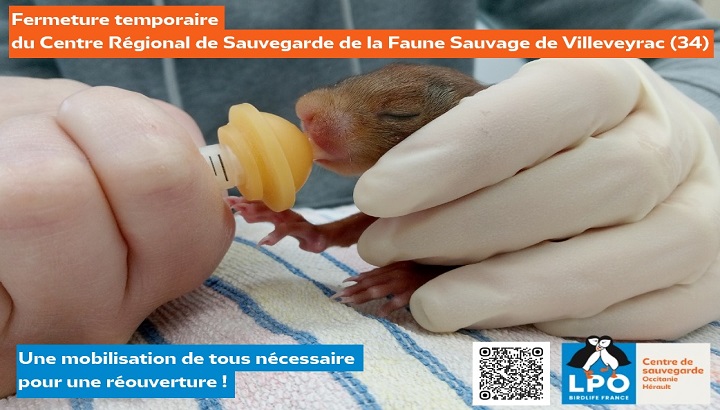 Fermeture temporaire du Centre Régional de Sauvegarde de la Faune Sauvage de Villeveyrac : une mobilisation de tous nécessaire pour une réouverture !