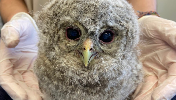 Le Centre de soins recherche des écovolontaires !