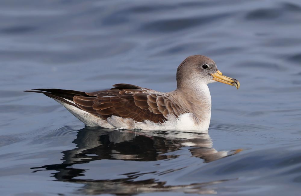 Puffin de Scopoli