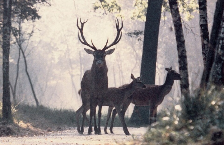 À la découverte du brame du cerf