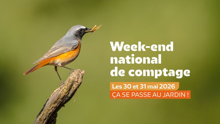 Comptage national Oiseaux des jardins