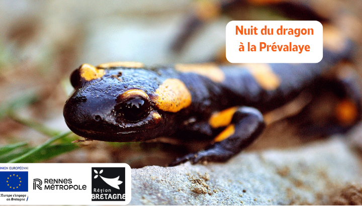 Nuit du dragon à la Prévalaye