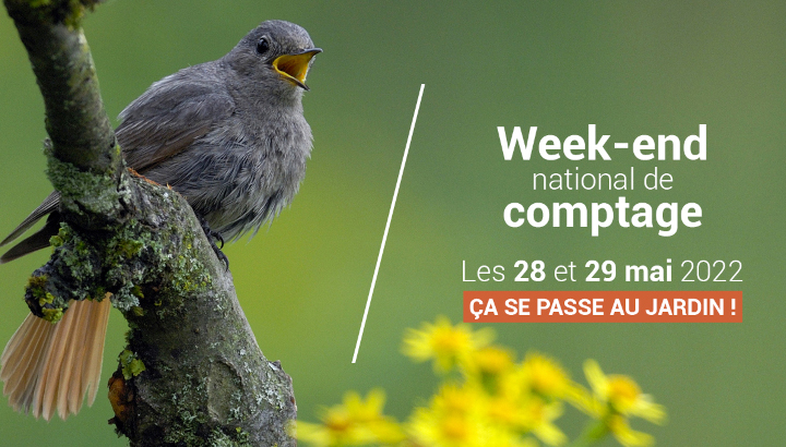 Les 28 et 29 mai 2022 : Rendez-vous au jardin pour compter les oiseaux